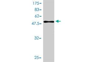 Western Blotting (WB) image for anti-Chromobox Homolog 5 (CBX5) (AA 1-191) antibody (ABIN565097)