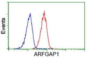 Image no. 6 for anti-ADP-Ribosylation Factor GTPase Activating Protein 1 (ARFGAP1) antibody (ABIN1496684) (ARFGAP1 抗体)