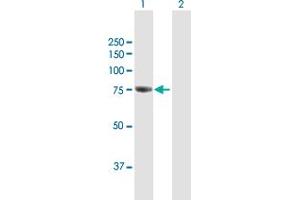 Western Blot analysis of GBE1 expression in transfected 293T cell line by GBE1 MaxPab polyclonal antibody. (GBE1 抗体  (AA 1-702))