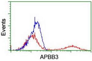HEK293T cells transfected with either RC219752 overexpress plasmid (Red) or empty vector control plasmid (Blue) were immunostained by anti-APBB3 antibody (ABIN2455159), and then analyzed by flow cytometry. (APBB3 抗体)