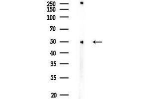 Western blot analysis of lysates from COLO205 cells, using ATG4C Antibody at 1/1000 dilution.