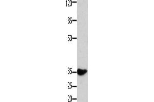 Western Blotting (WB) image for anti-Homeobox A11 (HOXA11) antibody (ABIN2431519) (Homeobox A11 抗体)