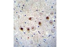 Formalin fixed and paraffin embedded human brain tissue stained with RBM14 Antibody (C-term) followed by peroxidase conjugation of the secondary antibody and DAB staining. (RBM14 抗体  (C-Term))