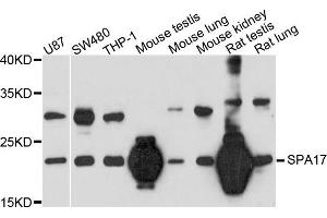 Western blot analysis of extract of various cells, using SPA17 antibody. (SPA17 抗体)