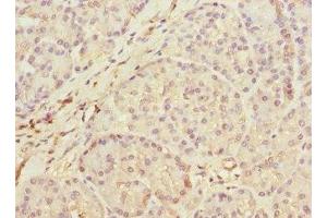 Immunohistochemistry of paraffin-embedded human pancreatic tissue using ABIN7159424 at dilution of 1:100 (MEST 抗体  (AA 146-335))