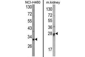 Image no. 1 for anti-Catechol-O-Methyltransferase Domain Containing 1 (COMTD1) (C-Term) antibody (ABIN452860) (COMTD1 抗体  (C-Term))