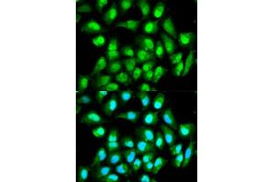 Immunofluorescence (IF) image for anti-RAN, Member RAS Oncogene Family (RAN) (AA 1-216) antibody (ABIN3021203)