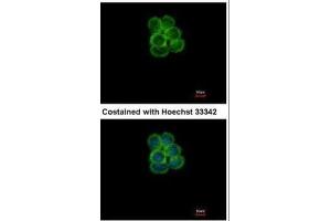 Immunofluorescence (IF) image for anti-Solute Carrier Family 5 (Sodium/glucose Cotransporter), Member 1 (SLC5A1) (Center) antibody (ABIN2856095)