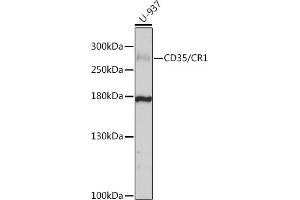 Western blot analysis of extracts of U-937 cells, using CD35/CD35/CR1 antibody (ABIN6130075, ABIN6138990, ABIN6138991 and ABIN6214176) at 1:1000 dilution. (CD35 抗体  (AA 420-550))