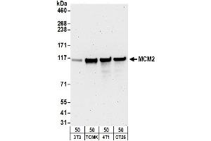 Western Blotting (WB) image for anti-Minichromosome Maintenance Complex Component 2 (MCM2) (AA 1-50) antibody (ABIN7449234) (MCM2 抗体  (AA 1-50))