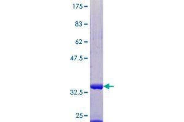 UFM1 Protein (AA 1-85) (GST tag)