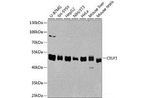 Western blot analysis of extracts of various cell lines using CELF1 Polyclonal Antibody at dilution of 1:1000. (CELF1 抗体)