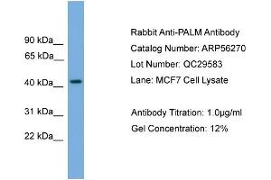 WB Suggested Anti-PALM  Antibody Titration: 0. (Paralemmin 抗体  (N-Term))