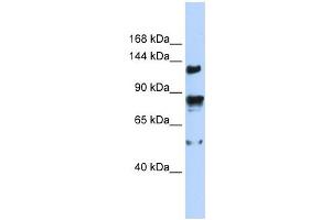 Western Blotting (WB) image for anti-Transient Receptor Potential Cation Channel, Subfamily M, Member 4 (TRPM4) (N-Term) antibody (ABIN633730)