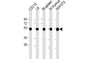 All lanes : Anti-beta Tubulin at 1:2000 dilution Lane 1: C2C12 whole cell lysate Lane 2: L6 whole cell lysate Lane 3: mouse spleen lysate Lane 4: mouse thymus lysate Lane 5: NIH/3T3 whole cell lysate Lysates/proteins at 20 μg per lane. (TUBB 抗体  (AA 46-78))