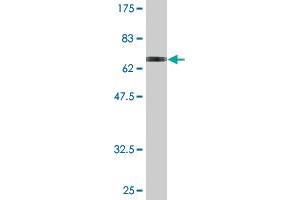 Western Blot detection against Immunogen (73. (ENO3 抗体  (AA 1-434))