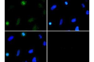 Immunofluorescence of Rabbit Anti-Histone H3 [Dimethyl Lys37] Antibody.