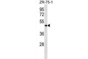 Western Blotting (WB) image for anti-Vomeronasal 1 Receptor 5 (VN1R5) antibody (ABIN3000073) (VN1R5 抗体)
