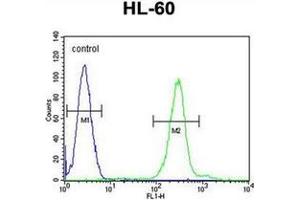 Flow cytometric analysis of HL-60 cells using PLA2G2C Antibody (C-term) Cat. (PLA2G2C 抗体  (C-Term))