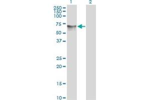 Western Blot analysis of HDAC1 expression in transfected 293T cell line by HDAC1 monoclonal antibody (M06), clone 1D6. (HDAC1 抗体  (AA 1-482))