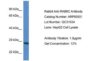 Western Blotting (WB) image for anti-RAB6C (WTH3DI) (Middle Region) antibody (ABIN2788469) (WTH3DI 抗体  (Middle Region))