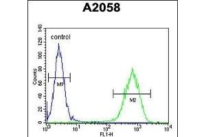C6orf70 Antibody (Center) (ABIN654987 and ABIN2844625) flow cytometric analysis of  cells (right histogram) compared to a negative control cell (left histogram). (C6orf70 抗体  (AA 346-375))