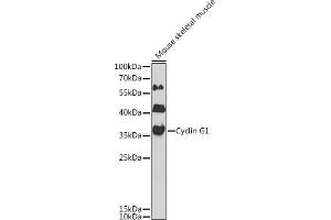 Western blot analysis of extracts of mouse skeletal muscle, using Cyclin G1 antibody  at 1:1000 dilution. (Cyclin G1 抗体  (AA 1-295))