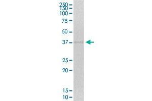 ZNF444 MaxPab polyclonal antibody. (ZNF444 抗体  (AA 1-326))