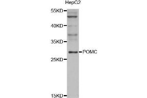 Western blot analysis of extracts of HepG2 cell line, using POMC antibody. (POMC 抗体  (AA 1-267))