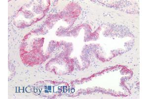 ABIN1589992 (10µg/ml) staining of paraffin embedded Human Prostate. (KIT 抗体  (Internal Region))