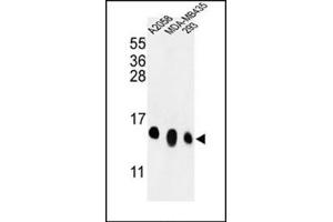 Western blot analysis in A2058, MDA-MB435, 293 cell line lysates (35 ug/lane) using RPL36 Antibody (N-term) Cat. (RPL36 抗体  (N-Term))