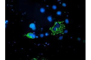 Anti-PDSS2 mouse monoclonal antibody (ABIN2455332) immunofluorescent staining of COS7 cells transiently transfected by pCMV6-ENTRY PDSS2 (RC207892). (PDSS2 抗体)