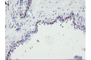 Image no. 1 for anti-Forkhead Box I1 (FOXI1) (AA 111-350) antibody (ABIN1490841) (FOXI1 抗体  (AA 111-350))