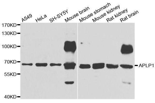 APLP1 antibody  (AA 39-300)