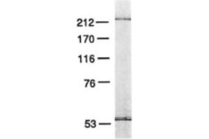 Image no. 2 for anti-Polymerase (DNA Directed), epsilon 3 (p17 Subunit) (POLE3) antibody (ABIN363202) (POLE3 抗体)