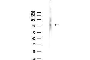 anti-Organic Anion Transporter LST-3b (LST-3TM12) antibody