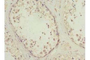 Immunohistochemistry of paraffin-embedded human testis tissue using ABIN7163171 at dilution of 1:100 (PIK3R3 抗体  (Regulatory Subunit Gamma))