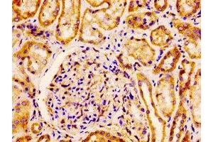 IHC image of ABIN7152965 diluted at 1:100 and staining in paraffin-embedded human kidney tissue performed on a Leica BondTM system. (Flotillin 1 抗体  (AA 169-251))