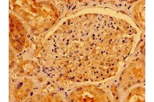 Immunohistochemistry of paraffin-embedded human kidney tissue using ABIN7142936 at dilution of 1:100 (AACS 抗体  (AA 435-598))