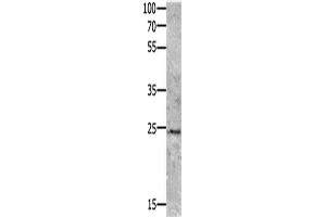 Western blot analysis of Mouse brain tissue using VEGFB Polyclonal Antibody at dilution of 1:700
