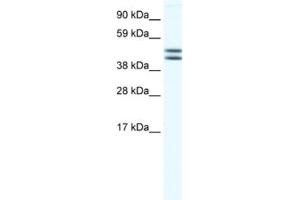 Western Blotting (WB) image for anti-Egl-9 Family Hypoxia Inducible Factor 2 (EGLN2) antibody (ABIN2460964) (PHD1 抗体)