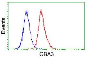 Flow Cytometry (FACS) image for anti-Glucosidase, Beta, Acid 3 (Cytosolic) (GBA3) (AA 1-150), (AA 370-469) antibody (ABIN1490583) (GBA3 抗体  (AA 1-150, AA 370-469))