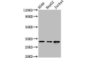 Western Blot Positive WB detected in: A549 whole cell lysate, HepG2 whole cell lysate, Jurkat whole cell lysate All lanes: RALY antibody at 5. (Raly 抗体  (AA 254-306))