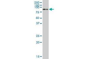 SERPING1 MaxPab polyclonal antibody.