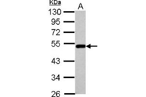 Western Blotting (WB) image for anti-Bleomycin Hydrolase (BLMH) (AA 60-268) antibody (ABIN1496928) (BLMH 抗体  (AA 60-268))