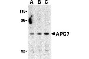 Western Blotting (WB) image for anti-ATG7 Autophagy Related 7 (ATG7) (C-Term) antibody (ABIN1030246) (ATG7 抗体  (C-Term))