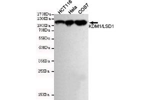 Western blot detection of KDM1/LSD1 in Hela,HC and COS7 cell lysates using KDM1/LSD1 mouse mAb (1:1000 diluted). (LSD1 抗体)
