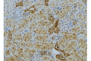 ABIN6272985 at 1/100 staining Mouse kidney tissue by IHC-P. (ACSL4 抗体  (N-Term))