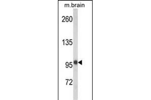 Western blot analysis of VPS53 Antibody (N-term) (ABIN652486 and ABIN2842328) in mouse brain tissue lysates (35 μg/lane). (VPS53 抗体  (N-Term))