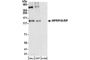 anti-Myosin Phosphatase rho Interacting Protein (MPRIP) (AA 550-600) antibody